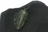 Pyritized Triarthrus Trilobite With Appendages - New York #39018-1